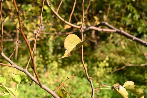 梨の木の葉,ナシノキ,なしのき
