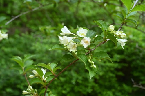 はこねうつぎ,ハコネウツギ,樹木