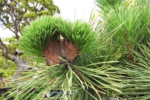 オウギマツ,くろまつ,種類,クロマツ