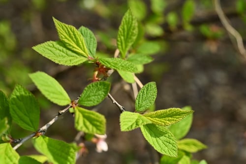 ゆすらうめ,芽出し,ユスラウメ