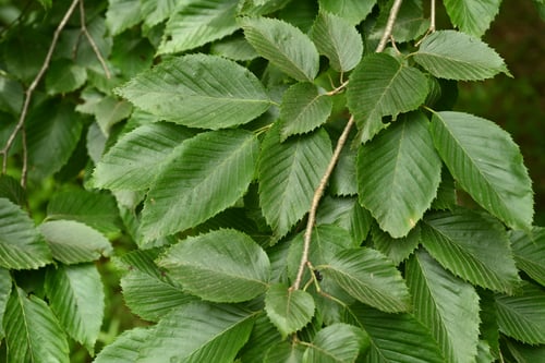 イヌシデ,いぬしで,葉