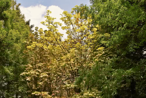 マロニエ,セイヨウトチノキ,紅葉,まろにえ