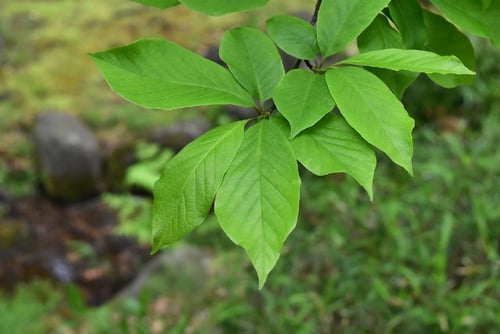 花,コブシ,辛夷の葉っぱ,写真
