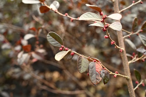 トキワマンサク,つぼみ,ツボミ