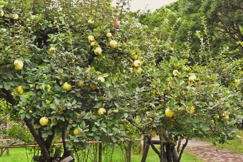 かまくらかいどう,マルメロ,まるめろ,樹木