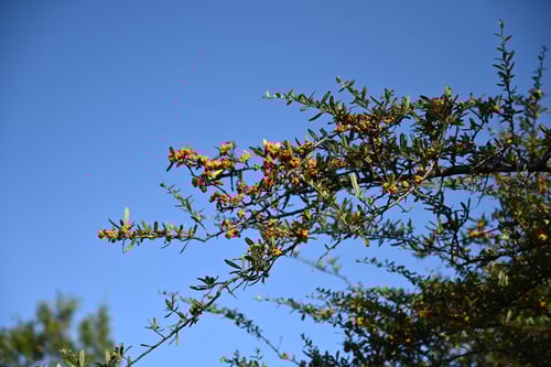 たちばなもどき,植物,実