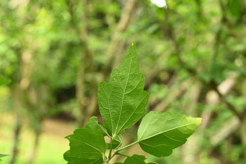 ムクゲ,Rose of sharon,むくげ,木槿