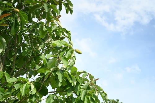 ほおのき,ホオノキ,朴の木,樹木