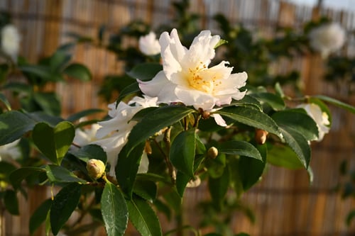 寒椿,カンツバキ,かんつばき
