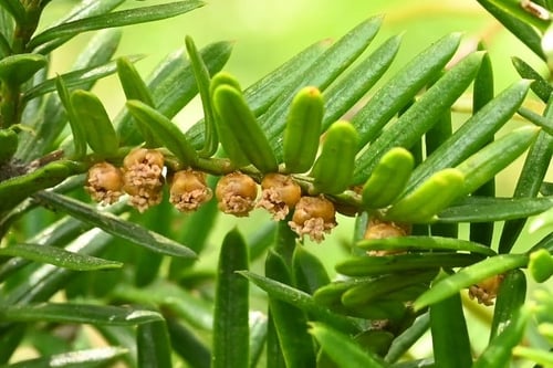 おばな,オバナ,イチイの木