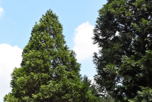 檜アスナロ,ひのきあすなろ,樹木,画像