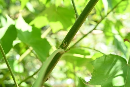 酔芙蓉,スイフヨウ,すいふよう
