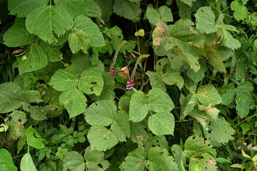 葛の花,クズ,くず,つる