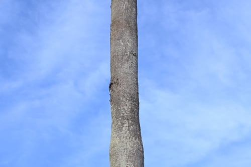 伐採,ワシントン椰子