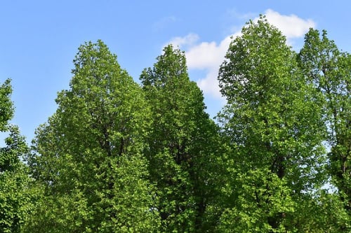 ユリノキ,ゆりのき,画像,tulip tree