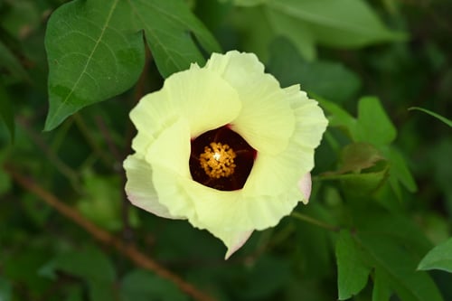 綿花,画像,わた