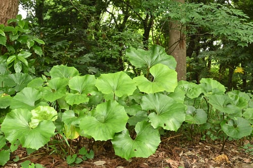 ツワブキ,つわぶき,季語,冬