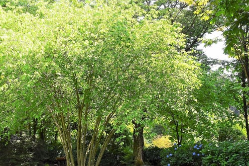 ツリバナ,つりばな,turibana,tree,吊り花