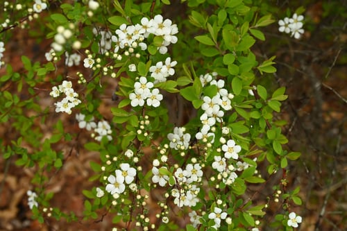 ユキヤナギ,開花時期,ゆきやなぎ
