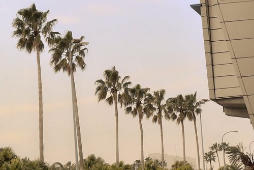 ヤシの木,宮崎県,ワシントンヤシ,わしんとんやし