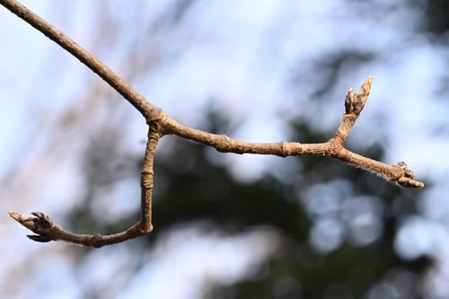目薬の木,樹木,画像,めぐすりのき