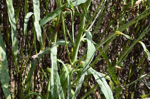 葉っぱ,アキノノゲシ,あきののげし