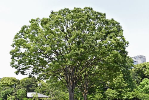 ケヤキの木,けやき,欅