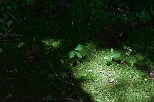 コナラ,実生,発芽