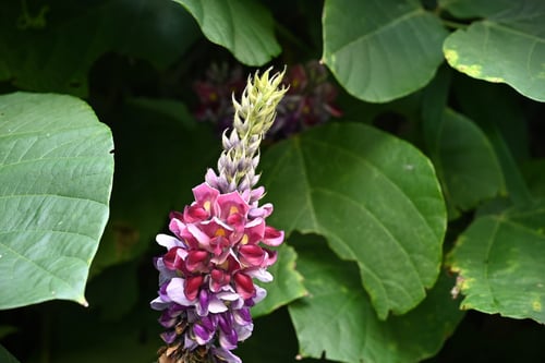 葛の花,開花時期,クズ,くず