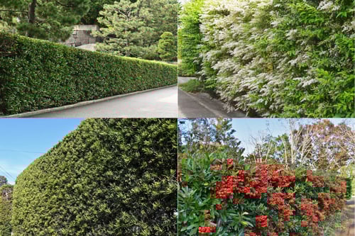 かきね,木の種類,垣根に向いている木