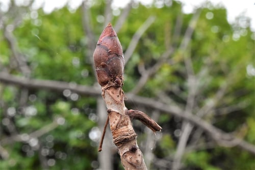 マロニエ,セイヨウトチノキ,まろにえ,樹木