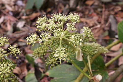あしたば,花,明日葉,アシタバ