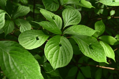 果実,種子,ハナイカダ