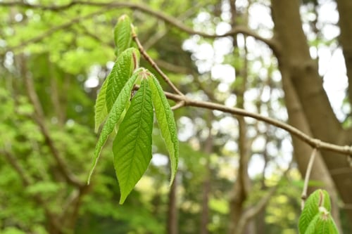 長者の木,特徴,メグスリノキ,植物,めぐすりのき