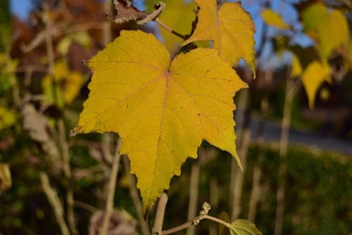 フヨウ,樹木,芙蓉の黄葉,ふよう