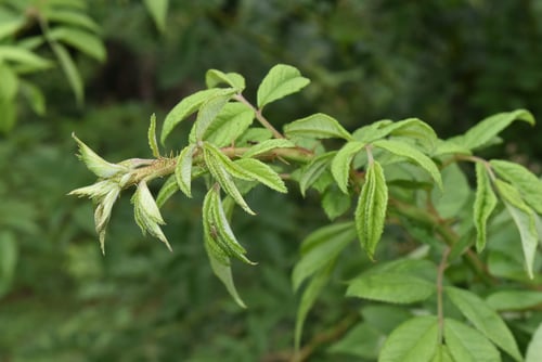 野茨,葉,のいばら,ノイバラ