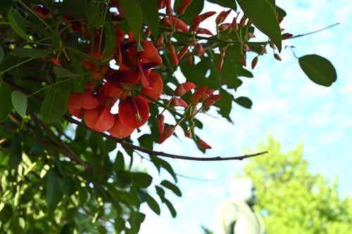 あめりかでいご,カイコウズ,アメリカデイゴ