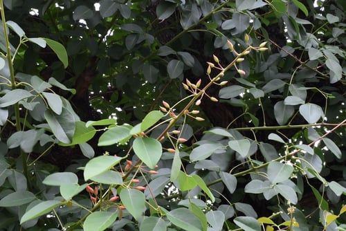 デイゴの蕾,カイコウズ,画像