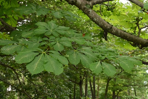 マロニエの葉,まろにえ