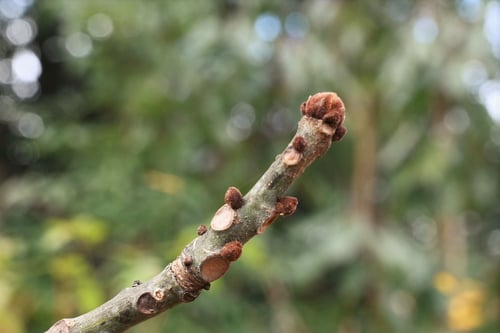 あおぎり,梧桐のふゆめ,アオギリ