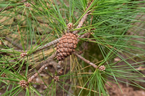 くろまつ,黒松の球果,クロマツ