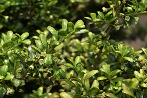まめつげ,豆柘植の木,マメツゲ