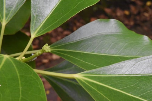 カクレミノ,かくれみの,植木,隠れ蓑の木