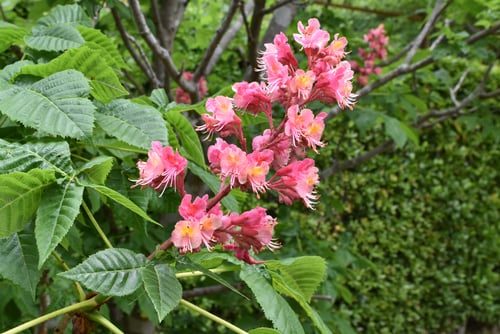 べにばなとちのき,画像,トチノキ