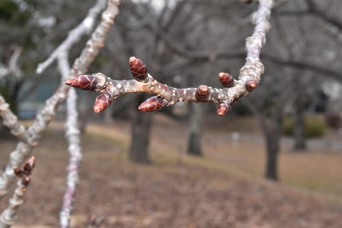 御衣黄,桜,特徴,ぎょいこう