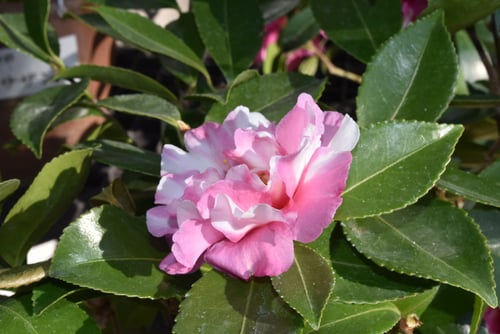 絞り　寒椿　種類