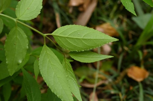 ヒメウツギ,ひめうつぎ,樹木