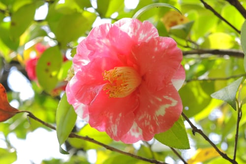 オーキッドピンク　