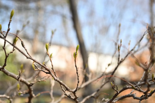 エゴノキ,えごのき,樹木