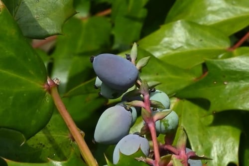 ひいらぎなんてんの木の実